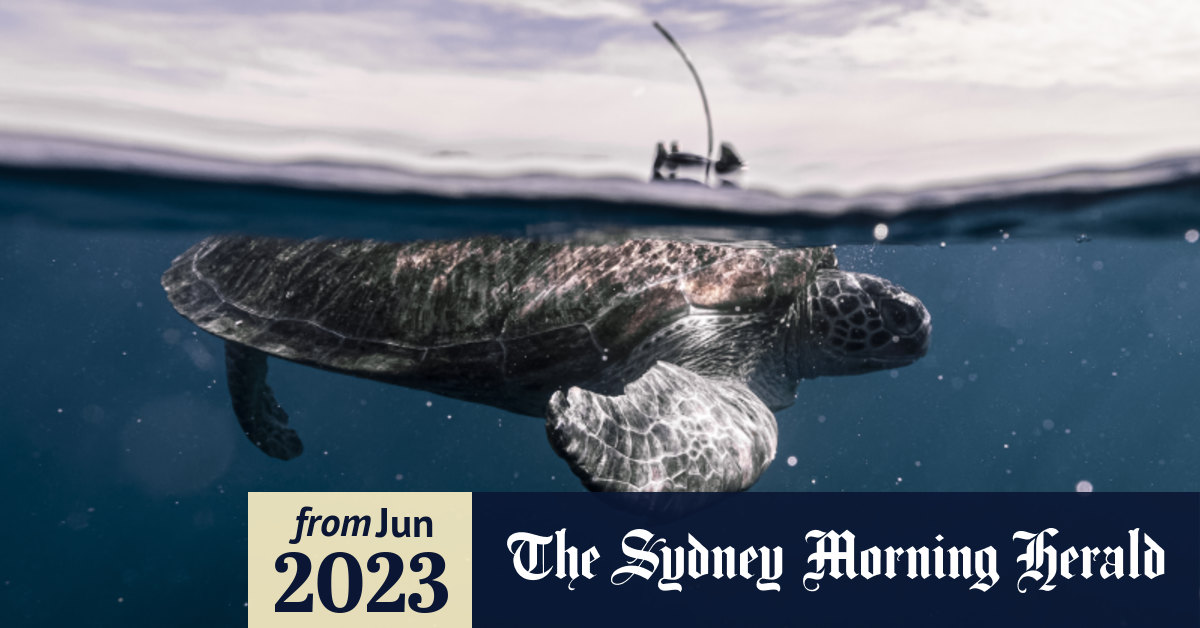 Turtle tracking reveals Sydney’s underwater secrets